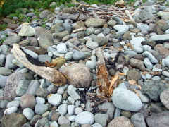 クズレ浜近くで発見した焚き火の跡です。マナー違反が跡を絶ちません。