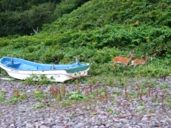 海岸線にでてきたエゾシカ（メス）。