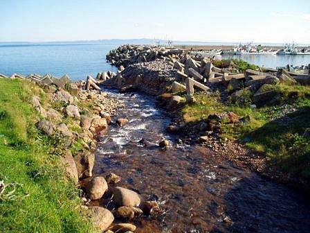 巡視の起点となる相泊港のすぐ脇を流れる小さな川にも沢山のカラフトマスが遡上しています