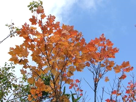 紅葉の時期は葉っぱの色で見分けるとわかり易いです。これはオガラバナです。