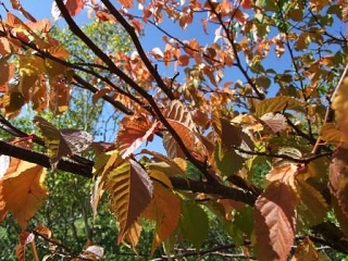 ミネザクラの紅葉です。7月に開花した桜もきれいに紅葉しました。