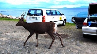 秋は鹿の繁殖期です。行動が大胆になります。車の運転にはご注意を!