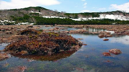 この季節だけみられる湿原です。