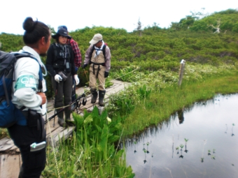 四の沼のミツガシワですがよく見るとエゾシカに食べられた跡が観られます