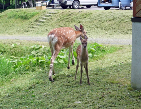 歩道入口のキャンプ場でくつろぐエゾシカの親子