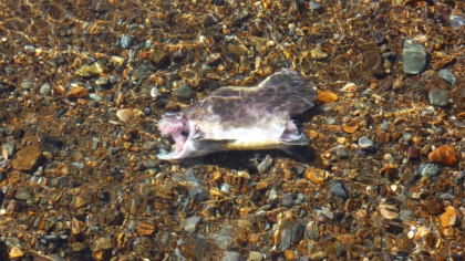 ヒグマに捕食されたカラフトマス