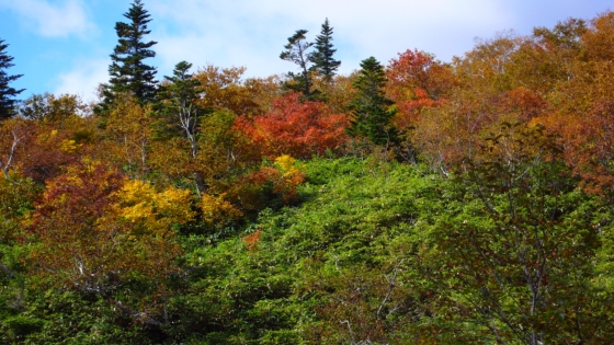 羅臼岳の裾の紅葉