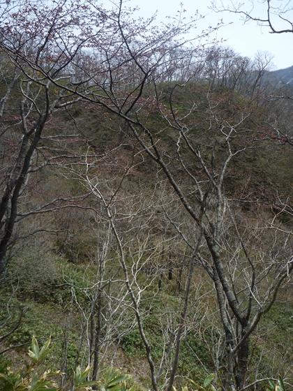 歩道沿いのエゾヤマザクラが咲き始めました