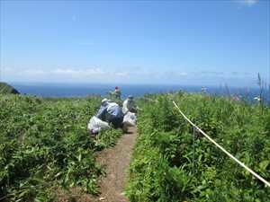 外来植物除去作業