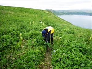 花を傷つけないよう、手鎌で慎重に刈ります。