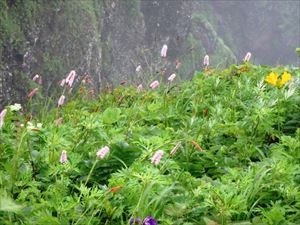 イブキトラノオも開花数が増してきました。