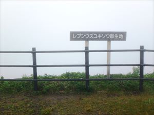 レブンウスユキソウ群生地脇の看板。