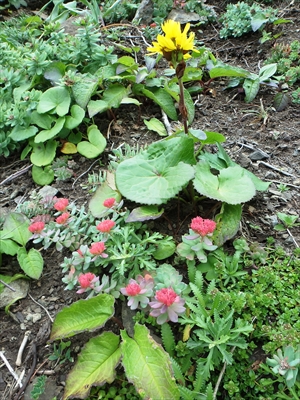 トウゲブキ（黄色の花）と果実をつけたイワベンケイ（赤色）