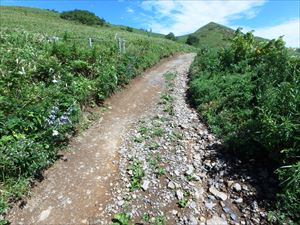 流水の跡が残る歩道