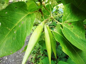 つる性植物のイケマ