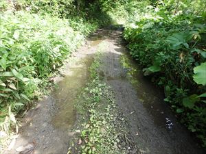 路面にできた水たまり