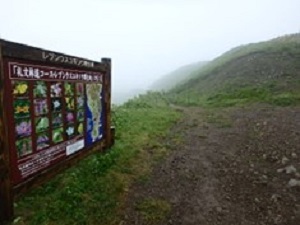 レブンウスユキソウ群生地の看板