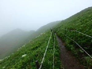 レブンウスユキソウ群生地