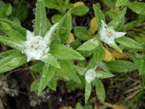 レブンウスユキソウの蕾