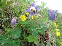 ミヤマオダマキとキジムシロの花