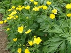 ミヤマキンポウゲ(近影)