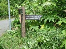 レブンウスユキソウ群生地看板