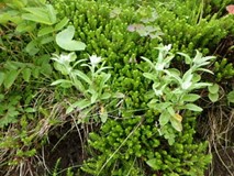 レブンウスユキソウ群生地