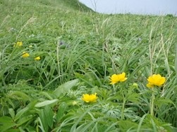 キンバイの谷付近