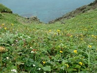 トウゲブキの花