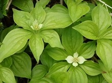 実がなる前のゴゼンタチバナの花
