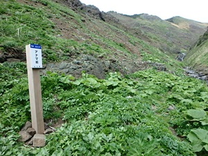 礼文林道合流地点