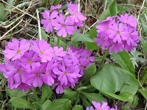 レブンコザクラの花