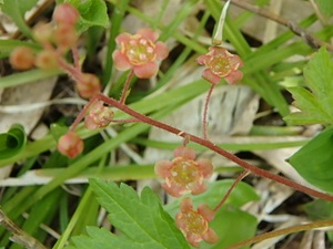 トガスグリの花