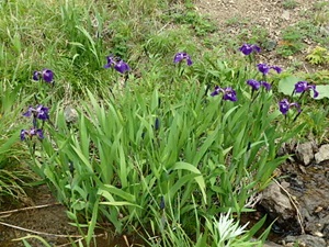 ヒオウギアヤメ
