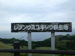 レブンウスユキソウ群生地の看板