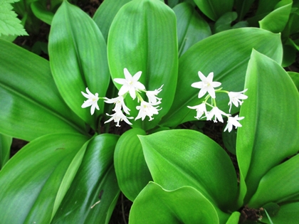 ツバメオモトの花