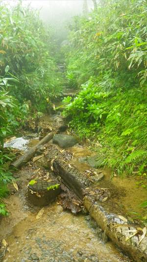 登山道