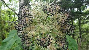 この時期、花火のような実をつけたセリ科植物が見られます。