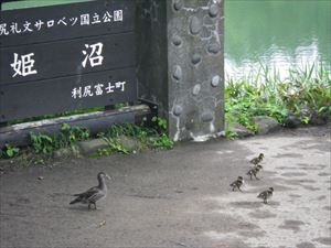 オシドリ家族