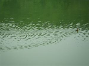 雛もずいぶん泳ぎが上達しました。