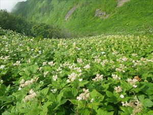 9合目を過ぎるとお花畑の中を歩いていると錯覚するほどです。