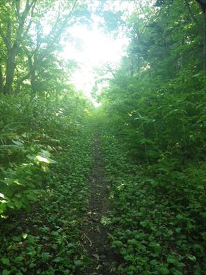 旧登山道