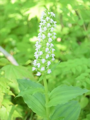 白花のノビネチドリ（通常はピンク色）