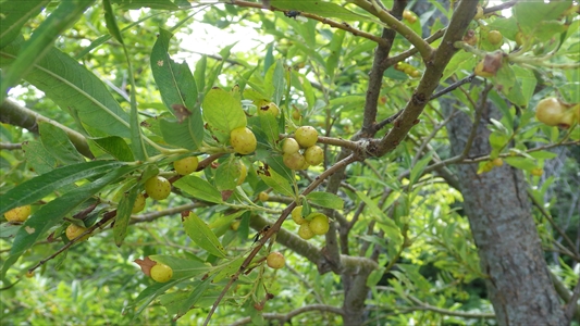 ヤナギにできた虫こぶ