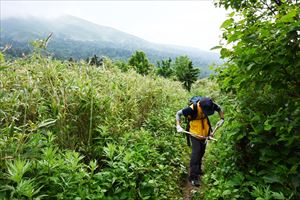 ポン山歩道で花を傷つけないように慎重に作業しています