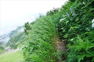 三眺山から先の様子。草がかなり繁茂しています。