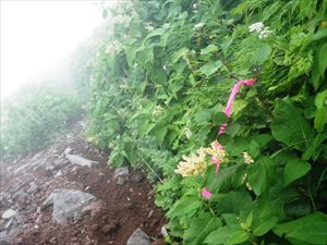 沓形コース三眺山から親不知子不知を渡った先の道が分かりにくかったのでピンクテープで目印を設置しました。