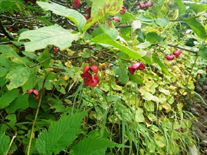 クロツリバナ　果実が赤く熟しています。