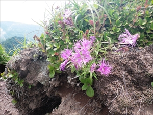 エゾタカネナデシコ　エゾカワラナデシコの高山型で、エゾカワラナデシコよりも花弁の色が濃いのが特徴です。