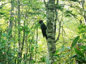 5合目以下の樹林帯ではクマゲラの鳴き声をよく耳にするようになりました。